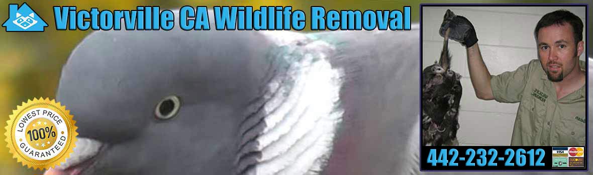 Victorville Wildlife and Animal Removal